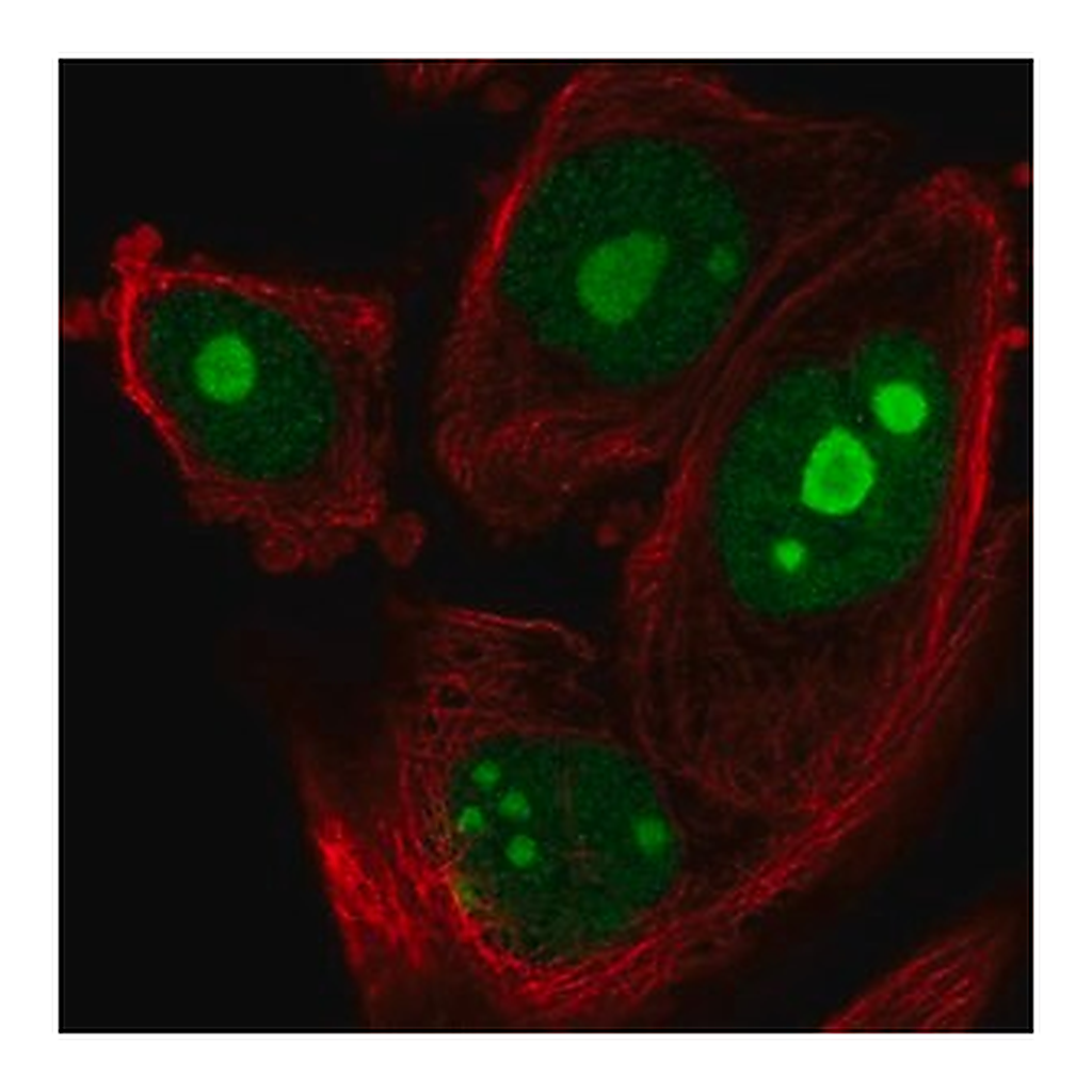 Merck Anti-ZNF593 antibody produced in rabbit