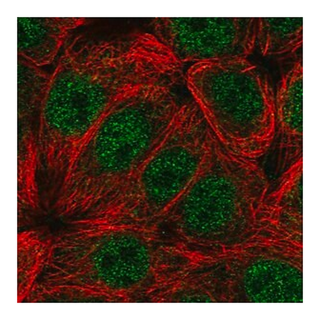 Merck Anti-CIART antibody produced in rabbit