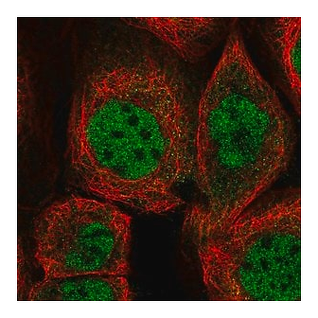 Merck Anti-ZMAT3 antibody produced in rabbit