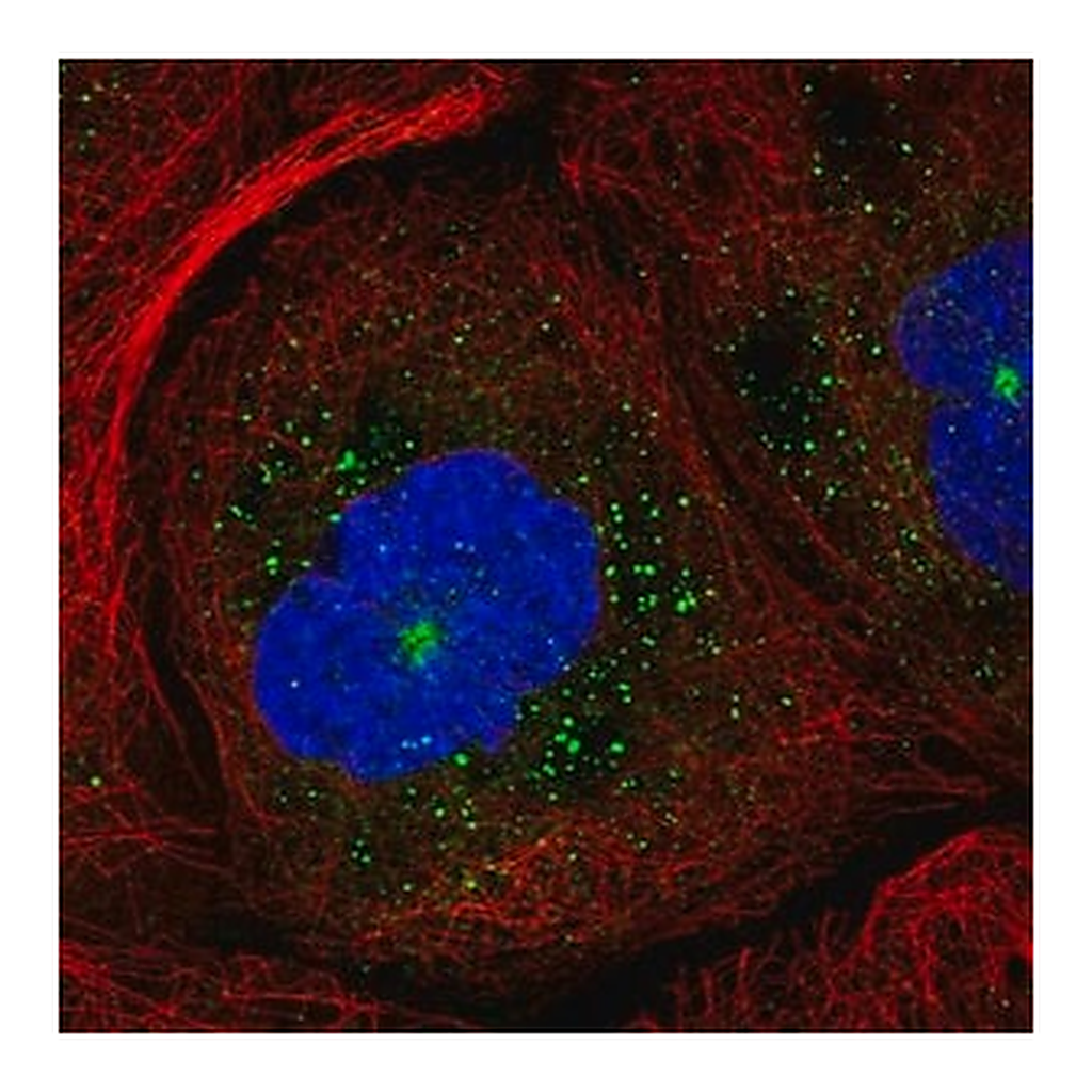 Merck Anti-RAB11B antibody produced in rabbit