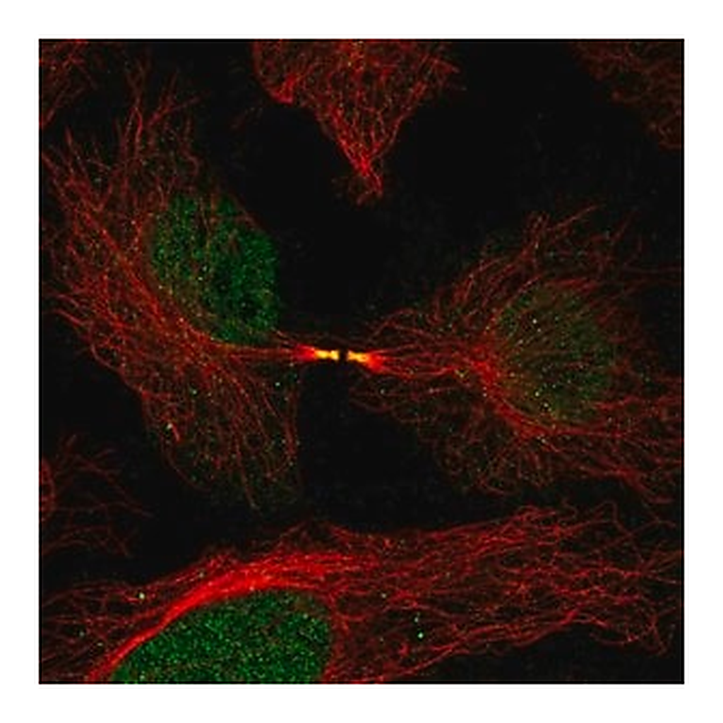 Merck Anti-FAM50B antibody produced in rabbit