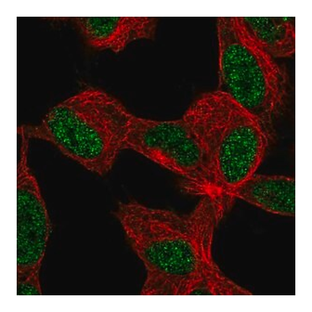 Merck Anti-KLF12 antibody produced in rabbit