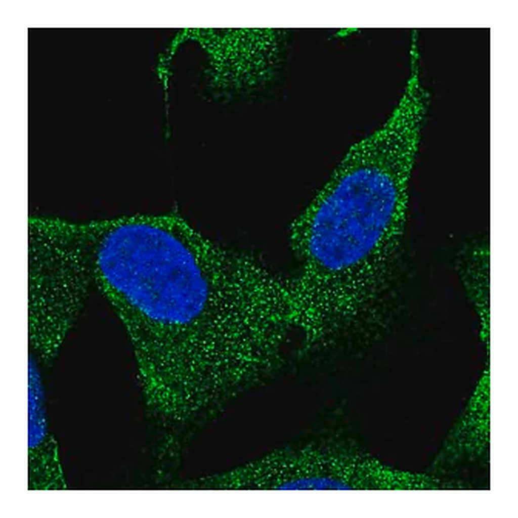 Merck Anti-HS3ST3B1 antibody produced in rabbit