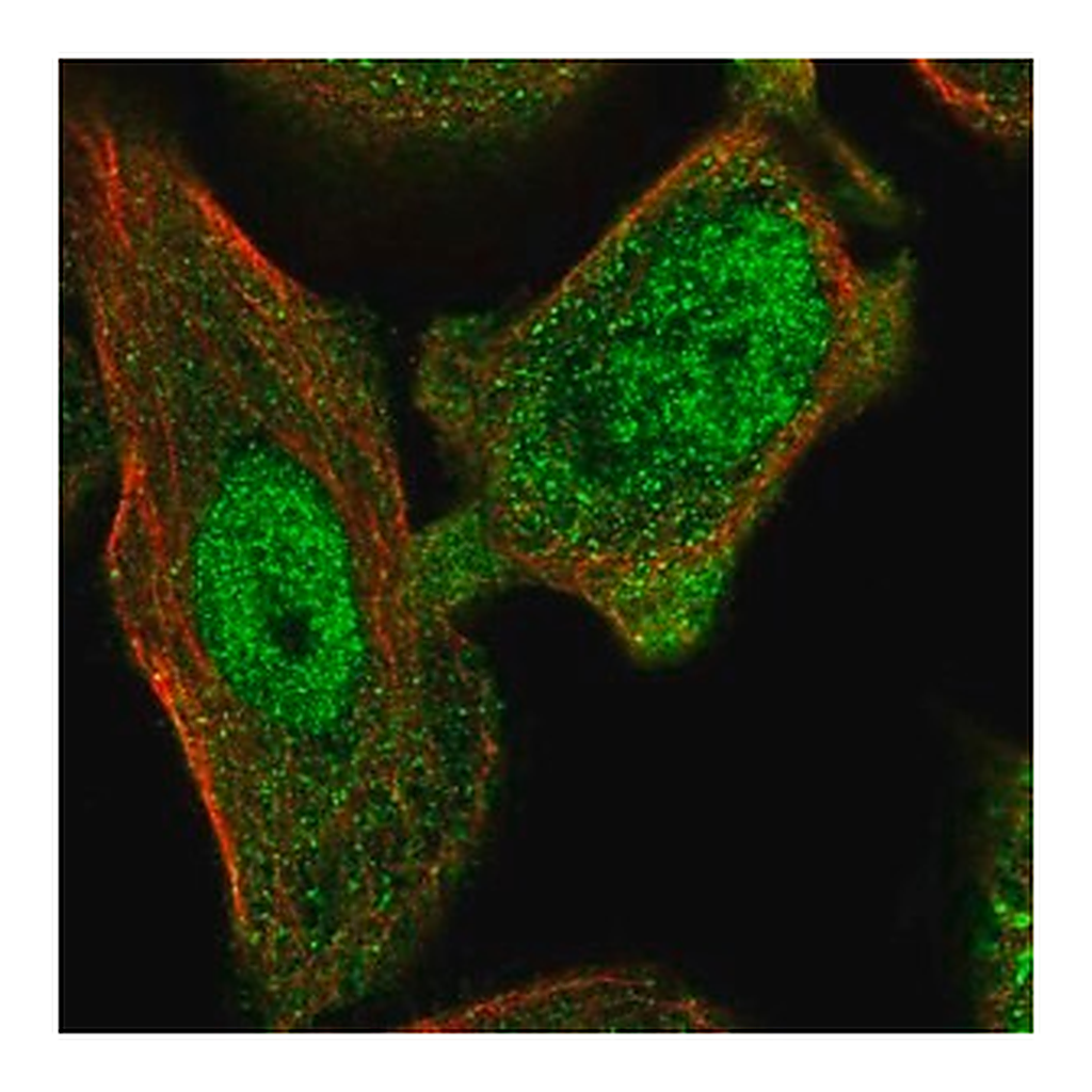 Merck Anti-ANXA7 antibody produced in rabbit