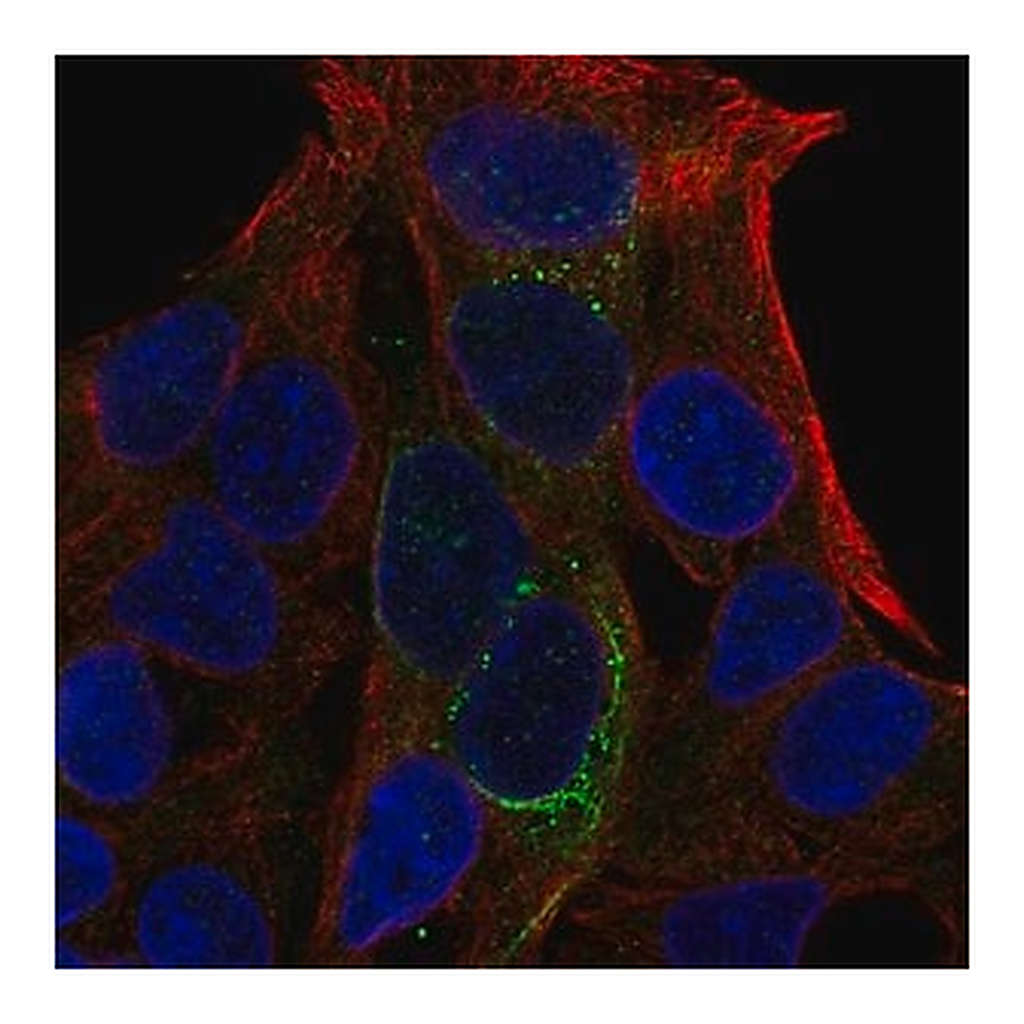 Merck Anti-GCKR antibody produced in rabbit
