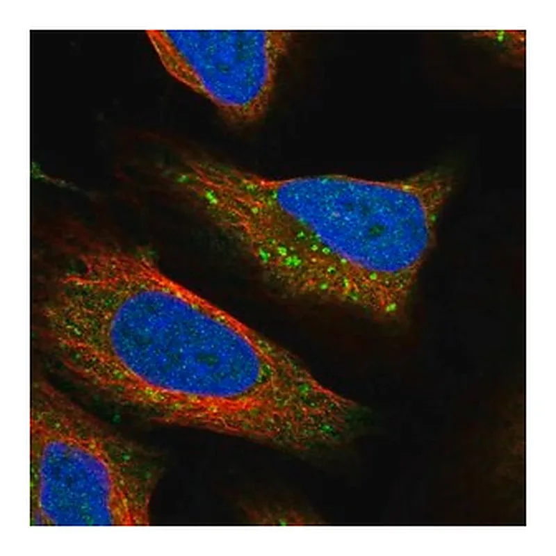 Merck Anti-RPTOR antibody produced in rabbit