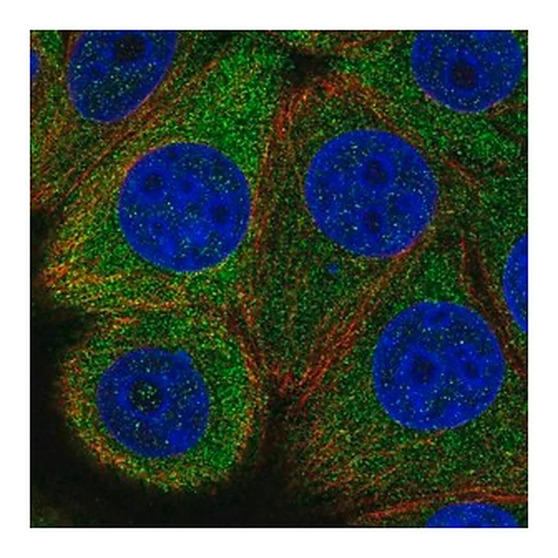 Merck Anti-EIF2B5 antibody produced in rabbit
