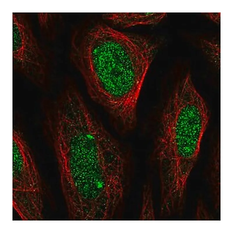 Merck Anti-ELK1 antibody produced in rabbit