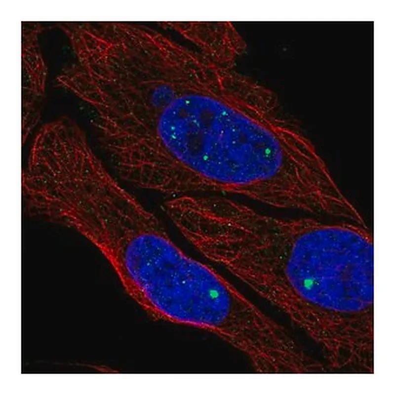 Merck Anti-ZDHHC4 antibody produced in rabbit