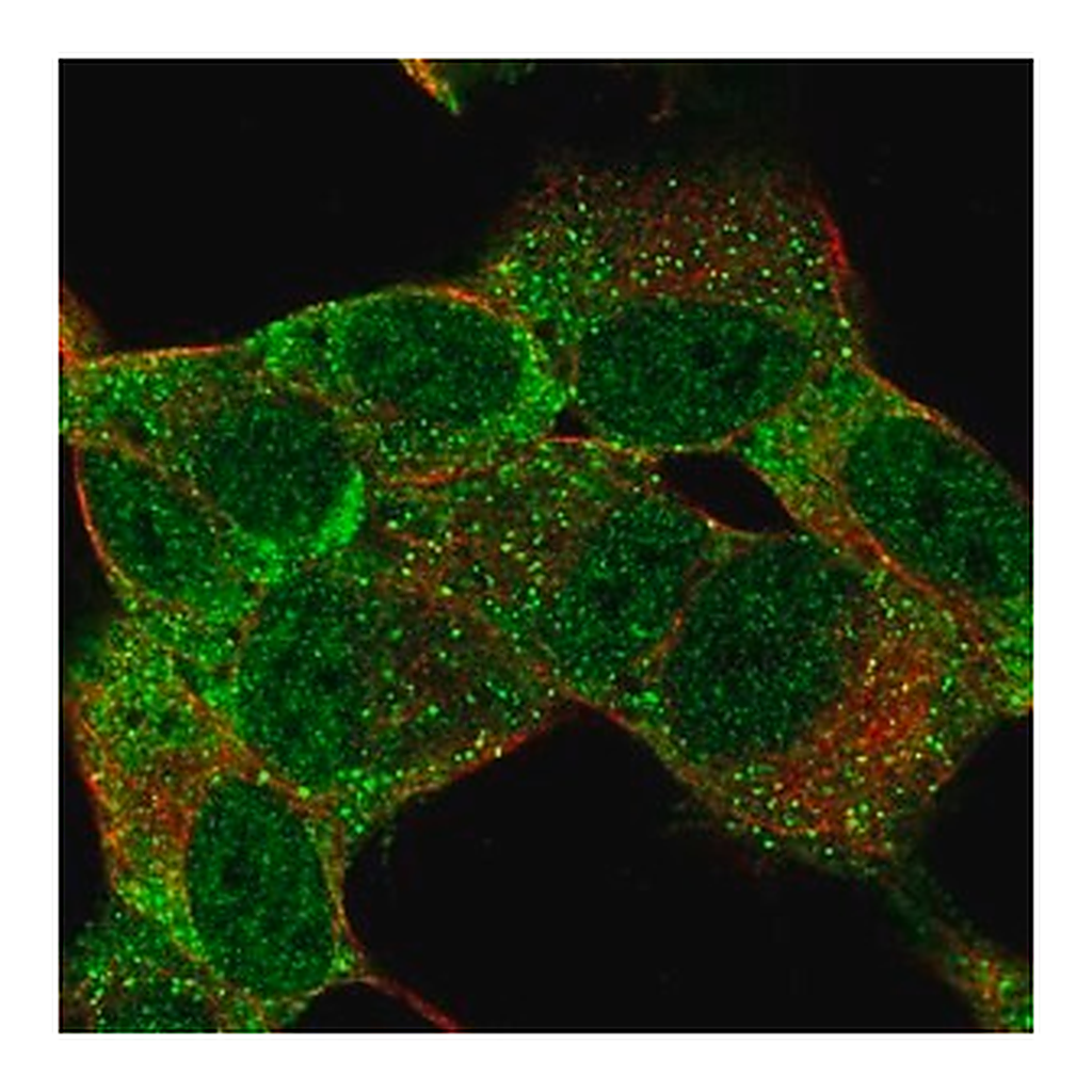 Merck Anti-MSI1 antibody produced in rabbit