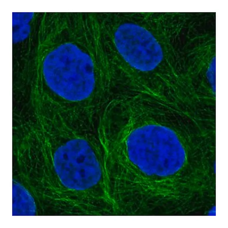 Merck Anti-SH2D3A antibody produced in rabbit