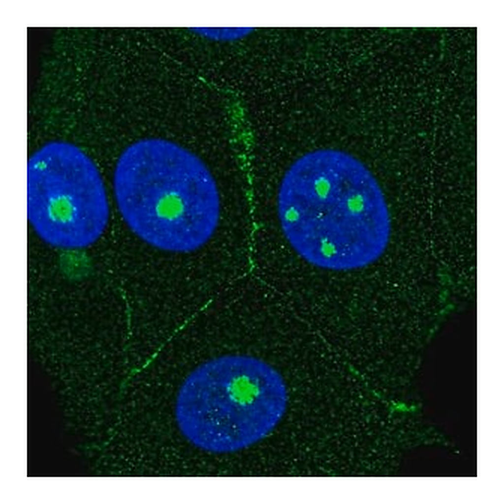 Merck Anti-AGER antibody produced in rabbit