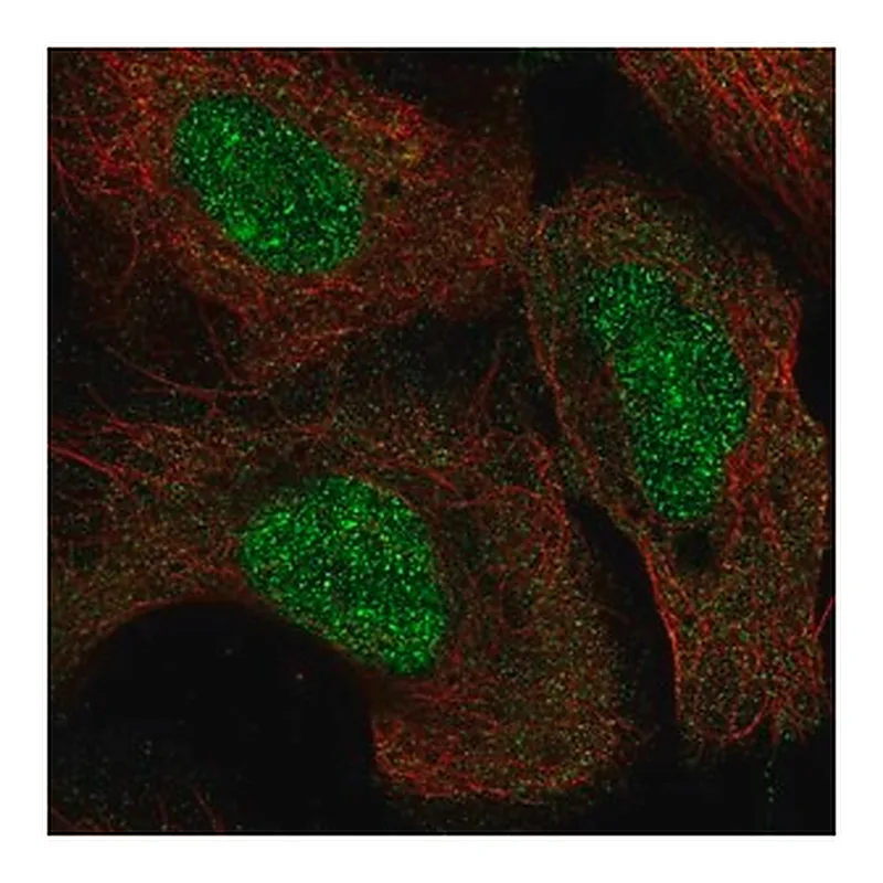Merck Anti-KMT5A antibody produced in rabbit