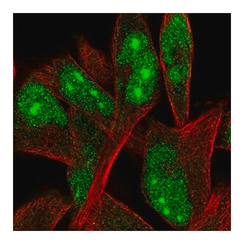 Merck Anti-ORC4 antibody produced in rabbit