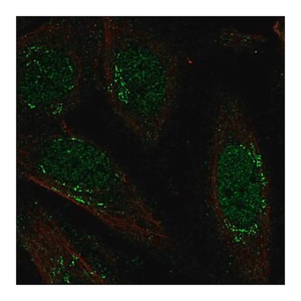Merck Anti-LRRC42 antibody produced in rabbit