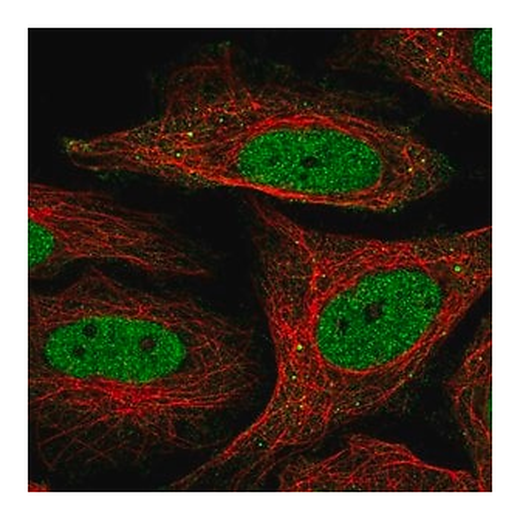Merck Anti-SFMBT1 antibody produced in rabbit