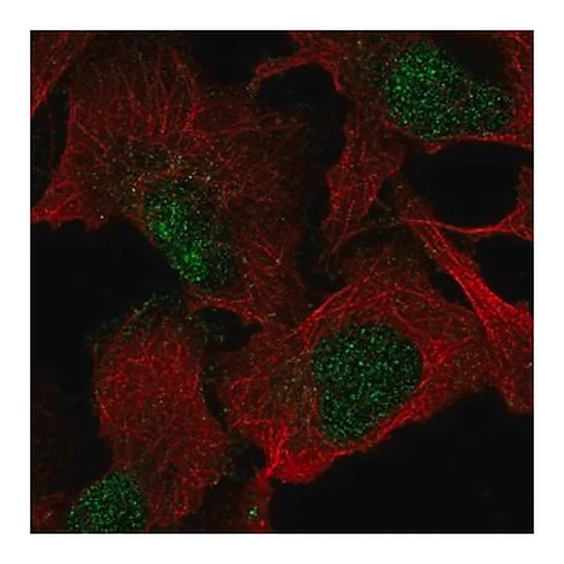 Merck Anti-VGLL1 antibody produced in rabbit