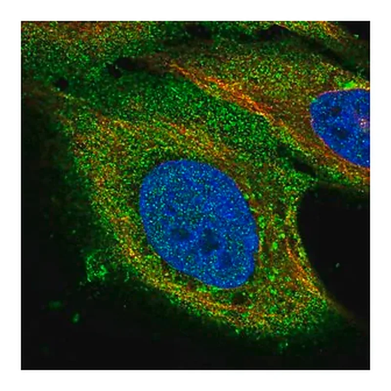 Merck Anti-PAQR8 antibody produced in rabbit