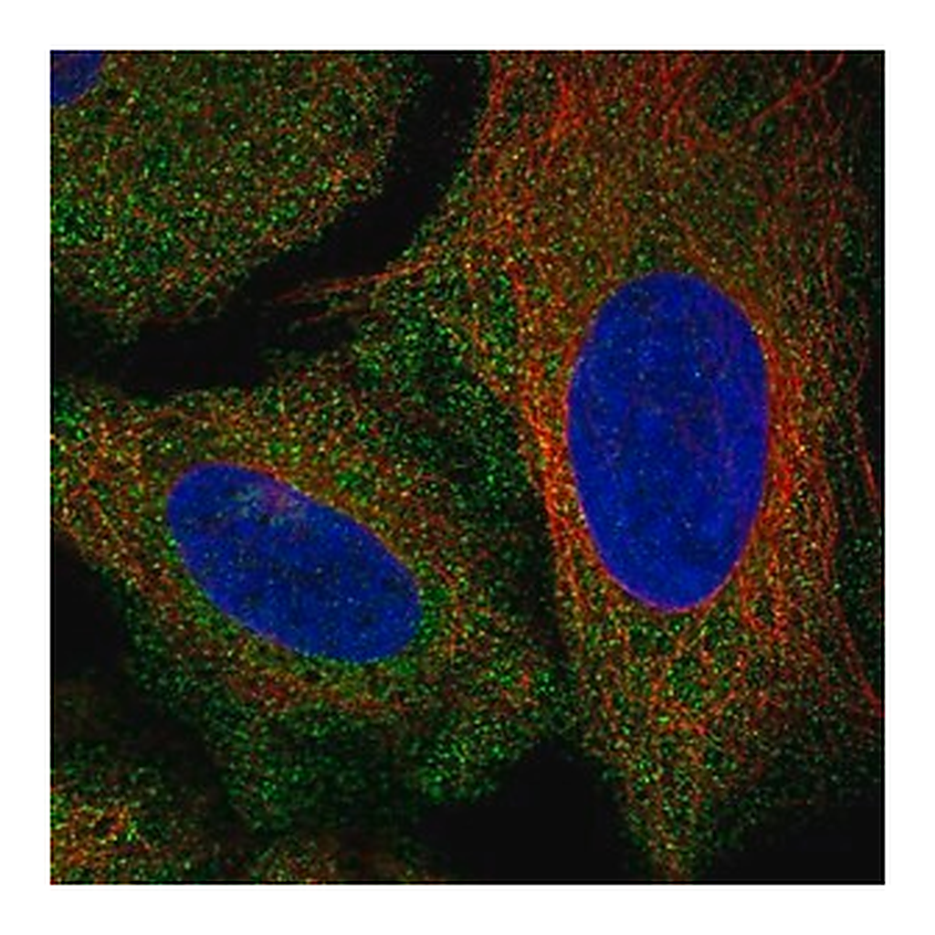 Merck Anti-AKR7A2 antibody produced in rabbit