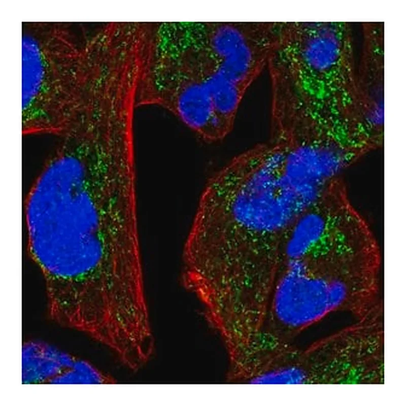 Merck Anti-NDUFS1 antibody produced in rabbit