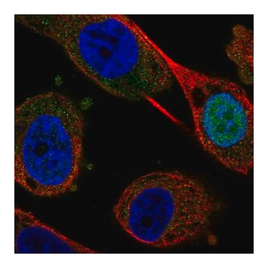Merck Anti-FEZF1 antibody produced in rabbit