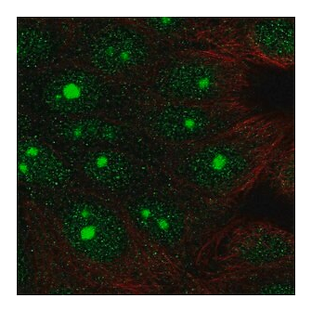 Merck Anti-DLG3 antibody produced in rabbit