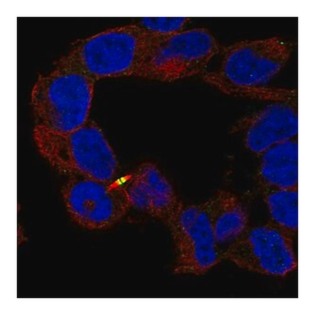 Merck Anti-APC2 antibody produced in rabbit