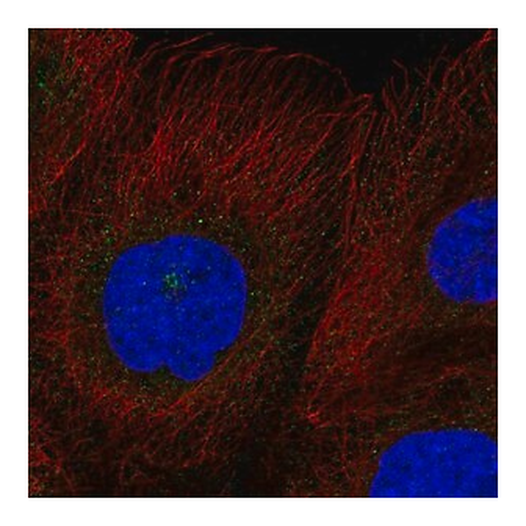 Merck Anti-RASSF7 antibody produced in rabbit