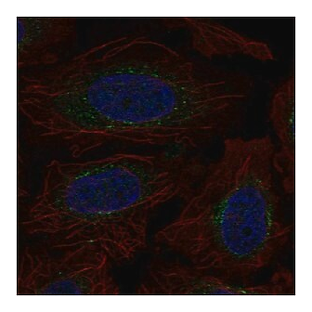 Merck Anti-EXT2 antibody produced in rabbit