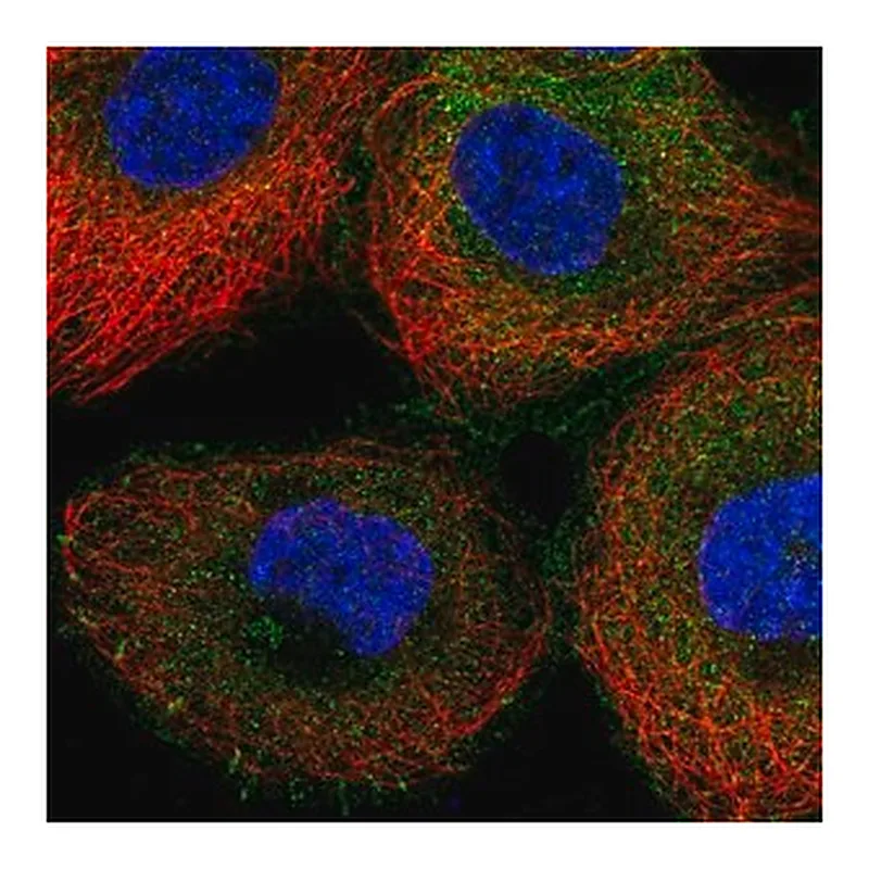 Merck Anti-NCK1 antibody produced in rabbit