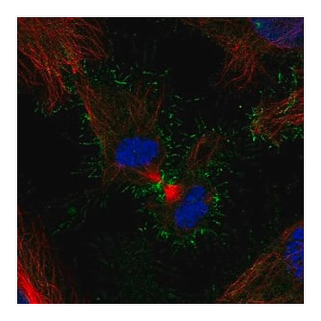 Merck Anti-PSCA antibody produced in rabbit