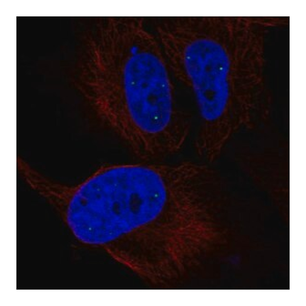 Merck Anti-ZNF239 antibody produced in rabbit