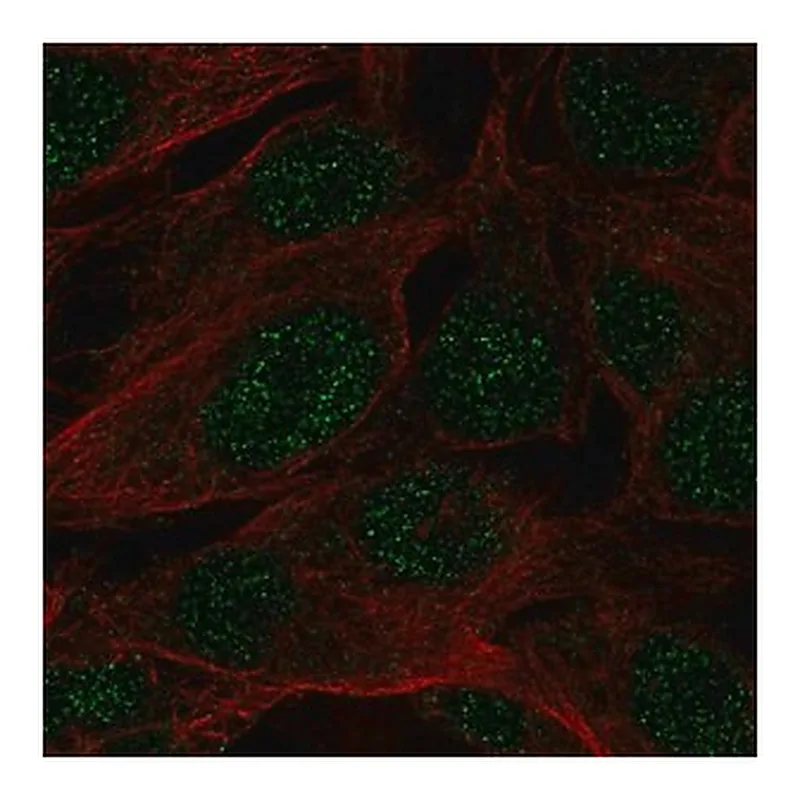 Merck Anti-SPATS1 antibody produced in rabbit