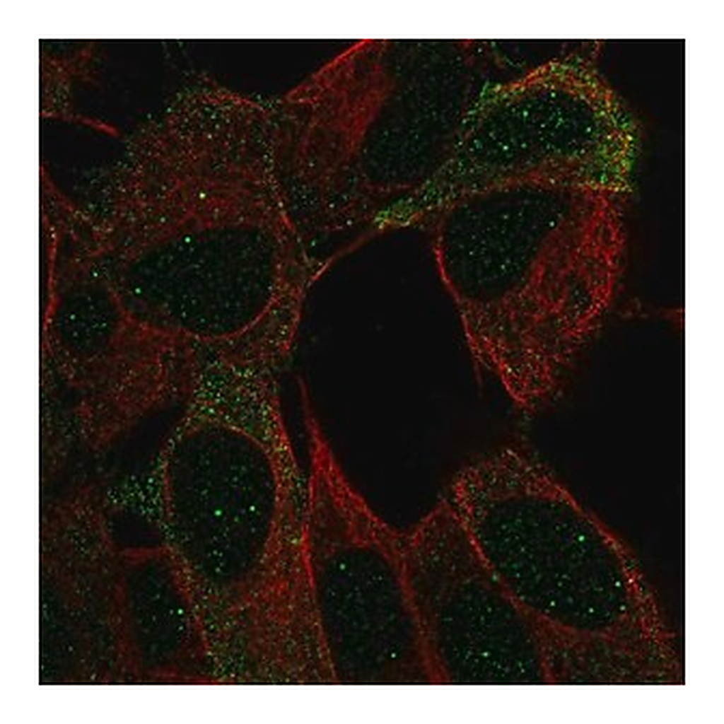 Merck Anti-NCAM2 antibody produced in rabbit