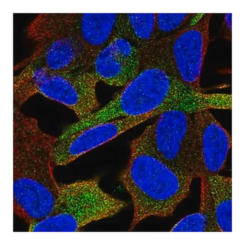 Merck Anti-GPRASP1 antibody produced in rabbit