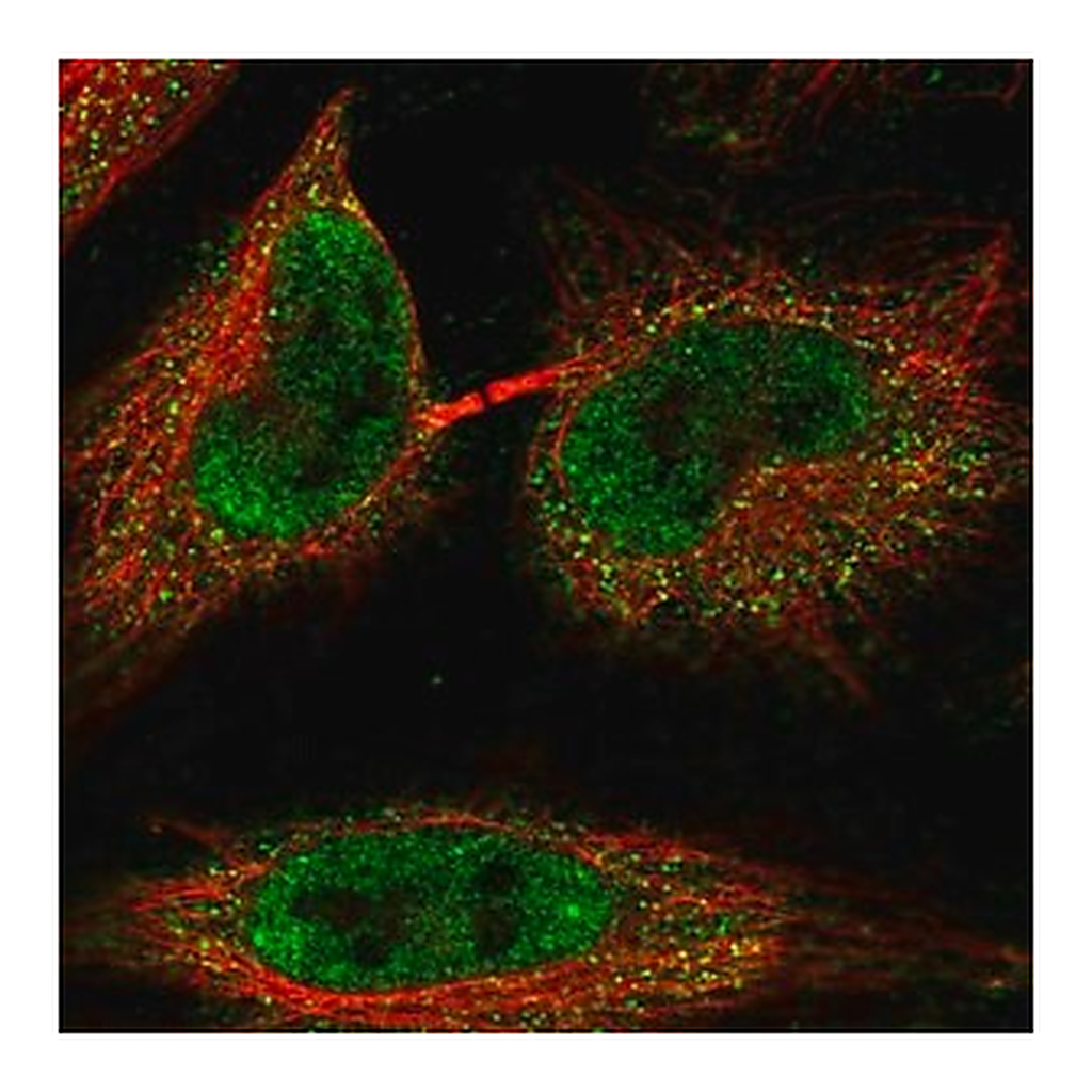 Merck Anti-C1orf216 antibody produced in rabbit
