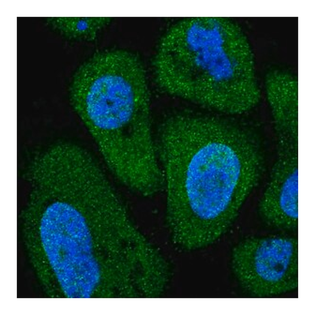 Merck Anti-PITPNC1 antibody produced in rabbit