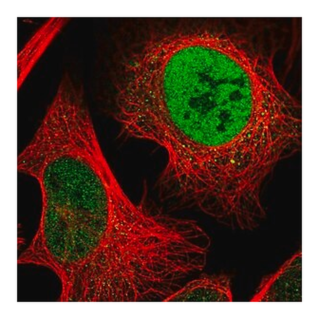 Merck Anti-C1orf27 antibody produced in rabbit