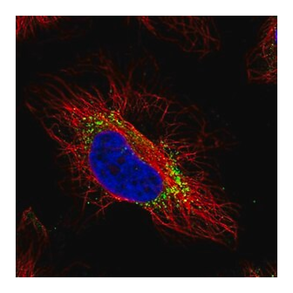 Merck Anti-GTPBP2 antibody produced in rabbit