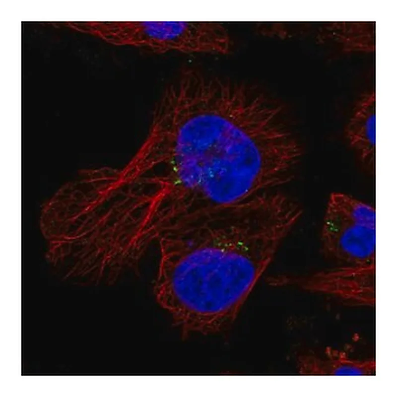 Merck Anti-HID1 antibody produced in rabbit