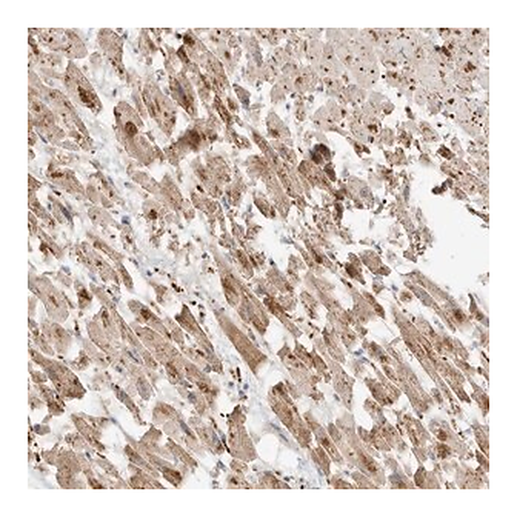 Merck Anti-MTUS2 antibody produced in rabbit