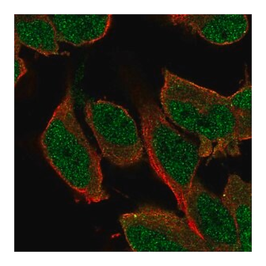 Merck Anti-SHC3 antibody produced in rabbit