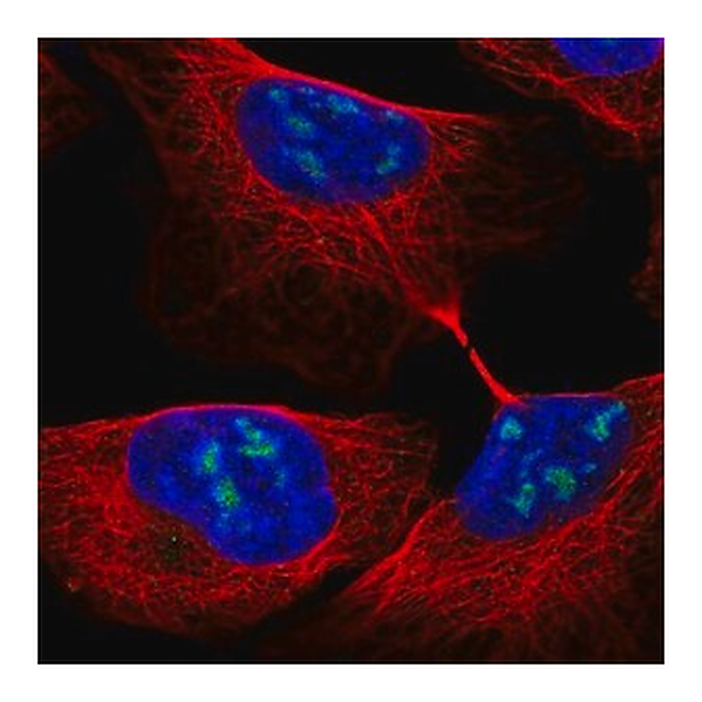 Merck Anti-RBM28 antibody produced in rabbit