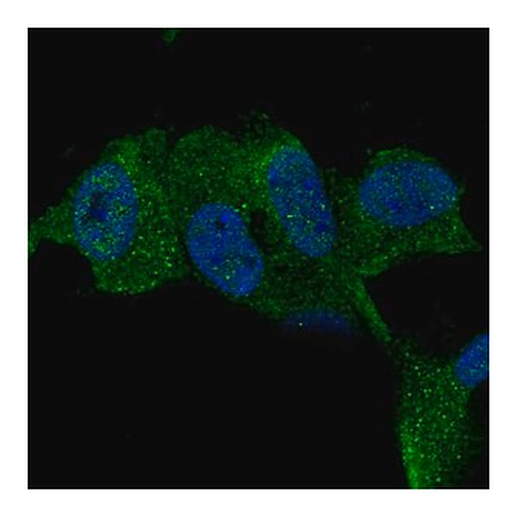 Merck Anti-TTBK1 antibody produced in rabbit