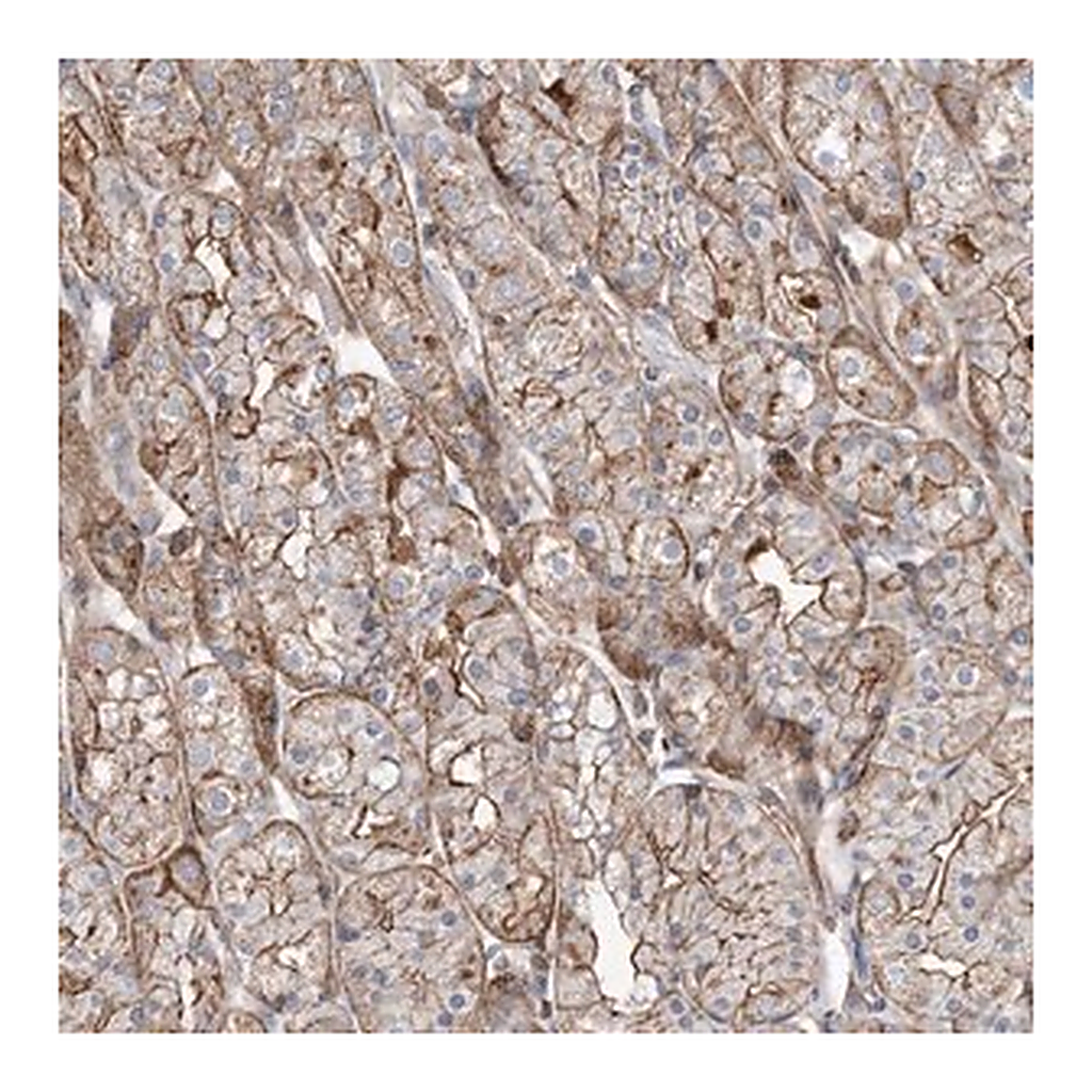 Merck Anti-PARVG antibody produced in rabbit