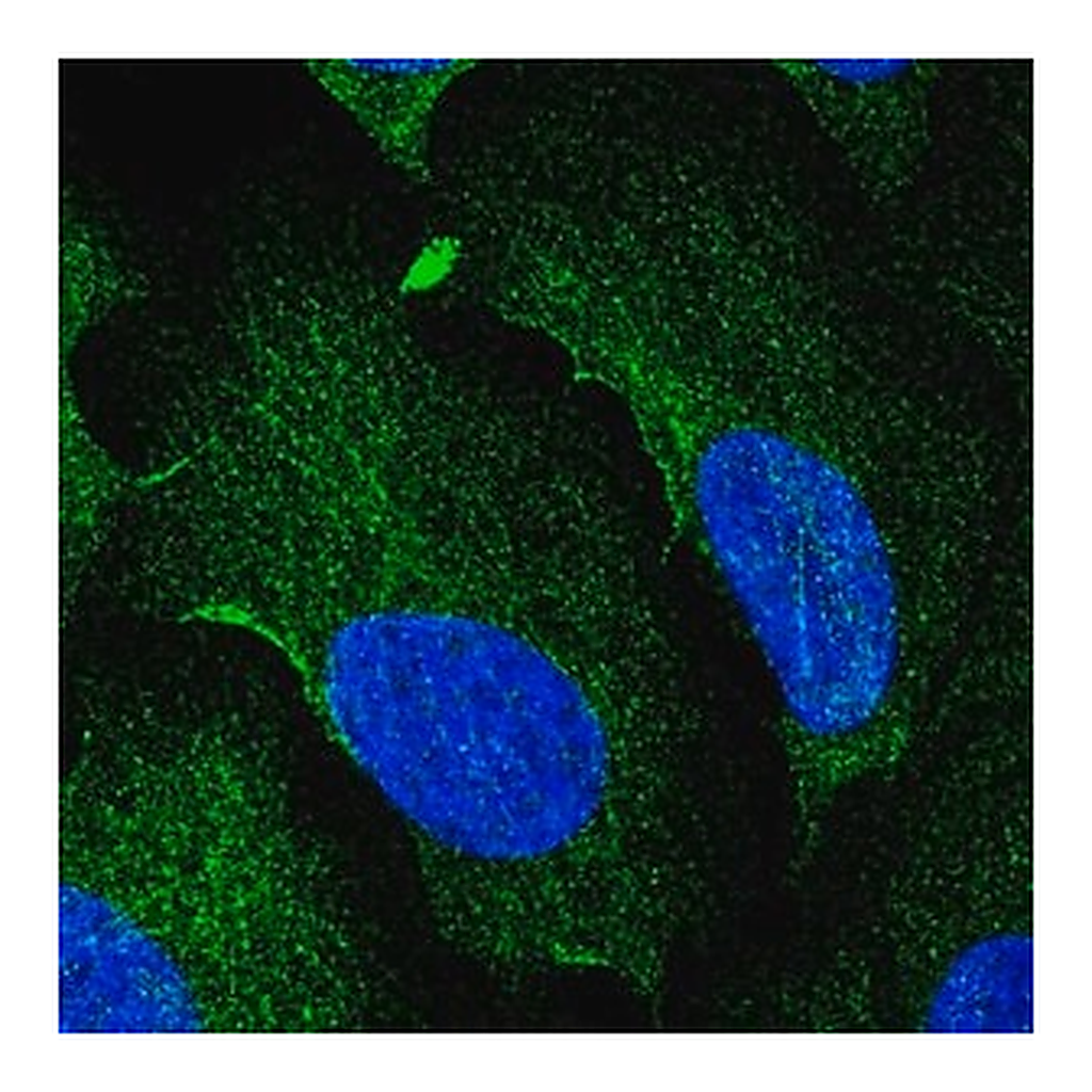 Merck Anti-AAMP antibody produced in rabbit