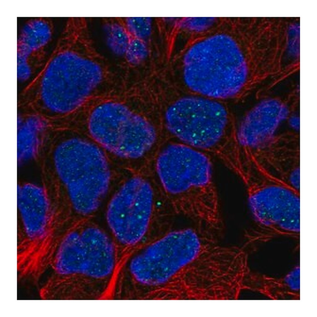 Merck Anti-FAM69B antibody produced in rabbit
