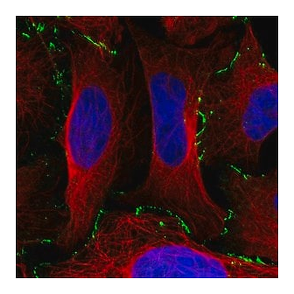 Merck Anti-EDA2R antibody produced in rabbit