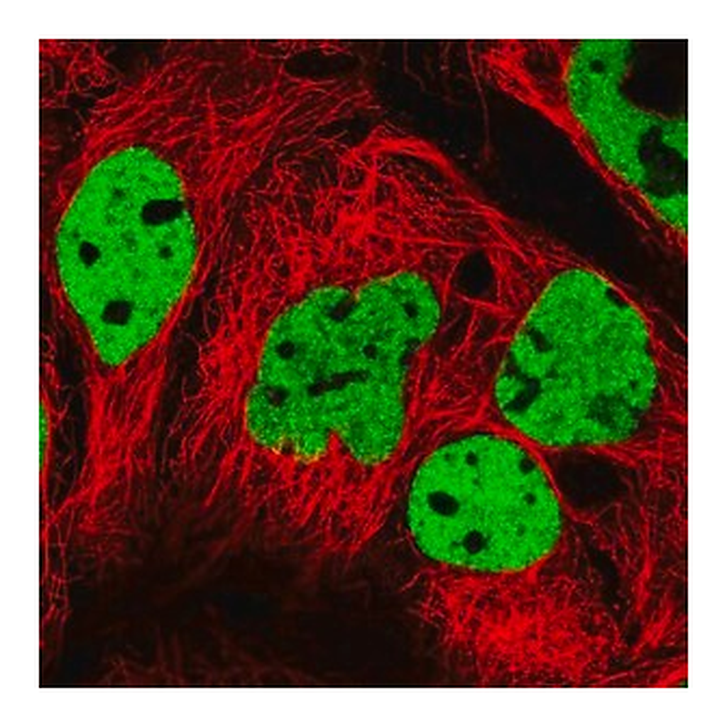 Merck Anti-PPP1R14A antibody produced in rabbit