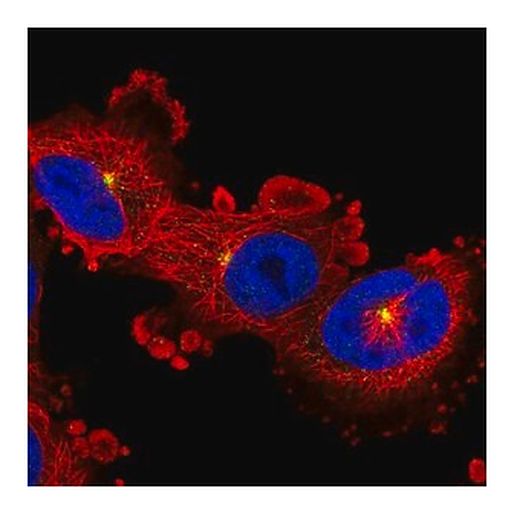 Merck Anti-ADGRB2 antibody produced in rabbit